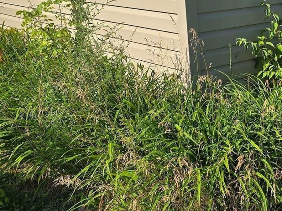 The corner of a tan shed with a bed of tall grass and weeds growing up the wall, edged with stones.