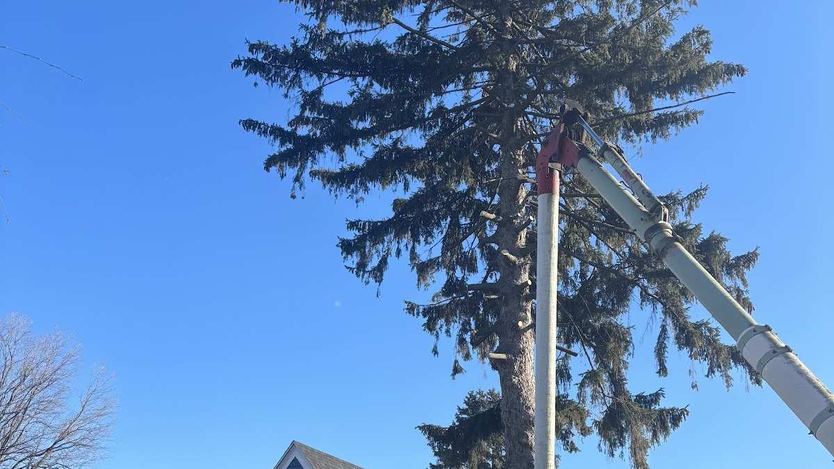 A tall dark-green spruce towering over a blue-sided house, with the boom of a bucket truck reaching up beside the trunk against a clear sky.