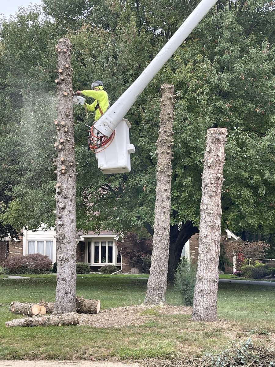 A crew member in a bucket-truck basket cutting into a tall trunk, with two more cut trunks standing on the lawn beside it and a brick house behind.