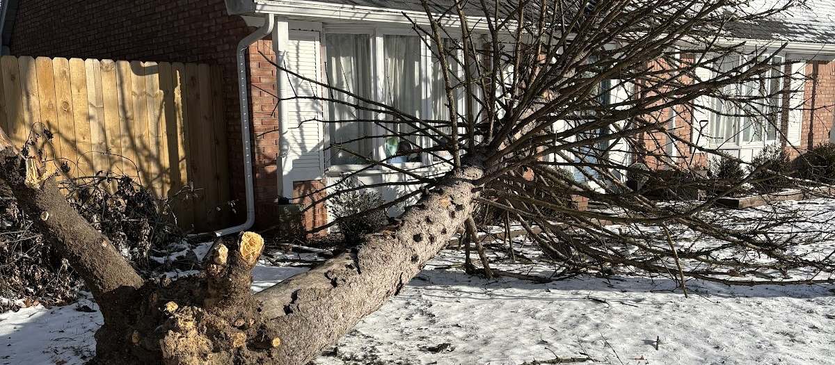 A large tree uprooted and lying across a snowy front yard, its branches against a brick house with a dusting of snow on the roof.